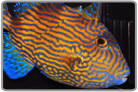 Red Anglerfish